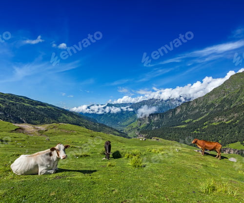 Preview: Cows grazing in Himalayas