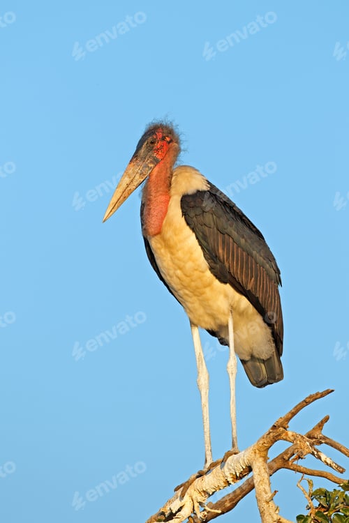 Preview: Marabou stork in a tree
