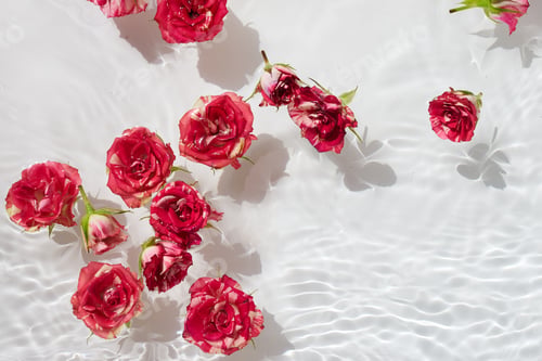 Preview: Spa, cosmetic background. Floating Pink Roses in Sparkling Water. Floating Roses in Sunlit Water