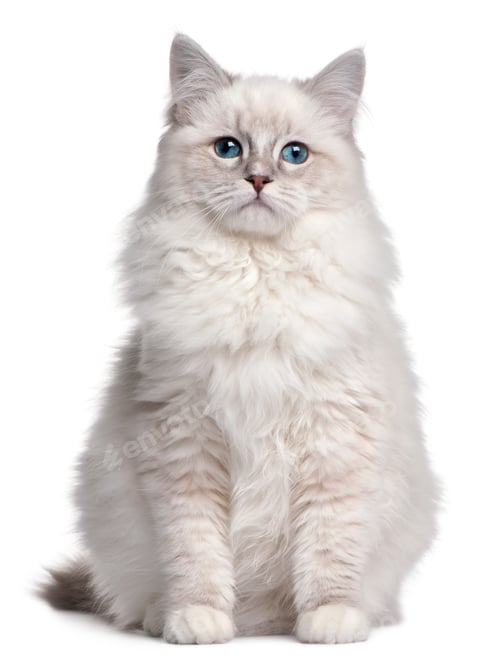 Preview: Ragdoll kitten, 5 months old, in front of white background