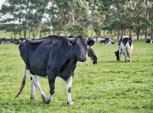 Preview: Dairy cows
