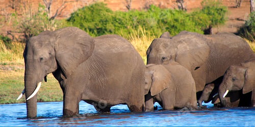 Preview: Elephant, Chobe National Park, Botswana