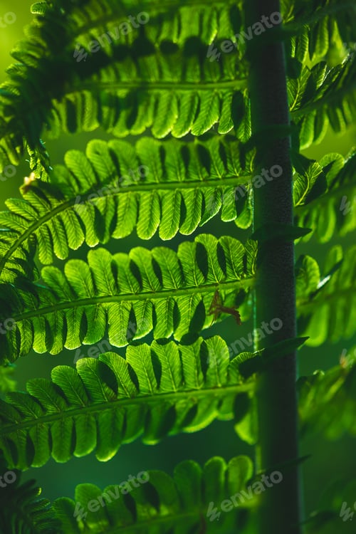 Preview: fern in backlight, curl of leaves, forest plants and natural background, vibrant texture