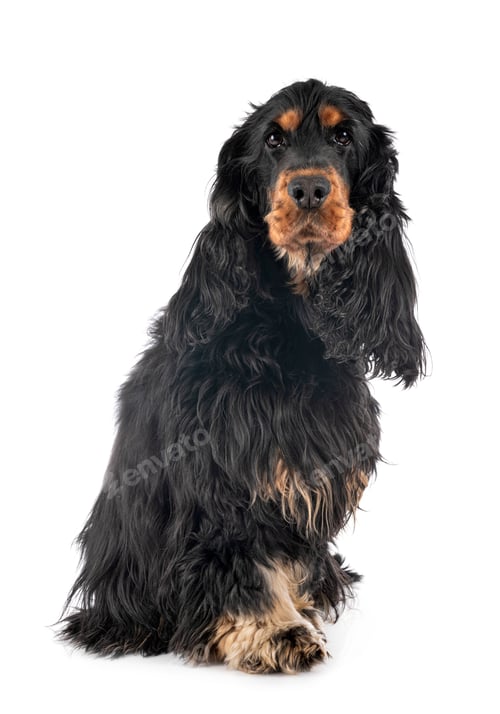 Preview: cocker spaniel in studio