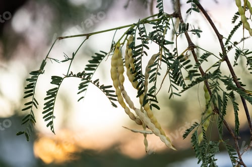 Preview: Closeup of mesquite beans growing on thin tree branches on a blurred background at sunset