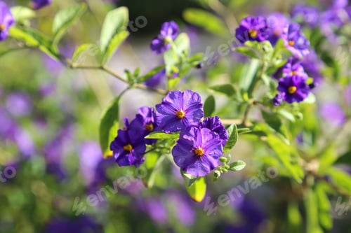 Preview: Branch with beautiful purple flowers