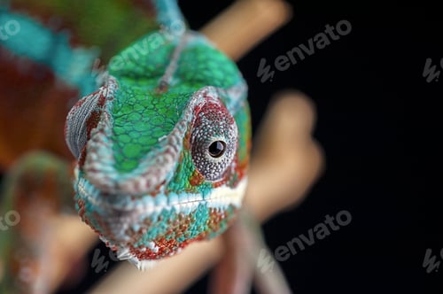 Preview: panther chameleon isolated on black background