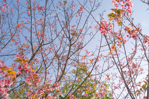 Preview: Sakura cherry flowers blossom trees of national park. Natural landscape background. Pink color