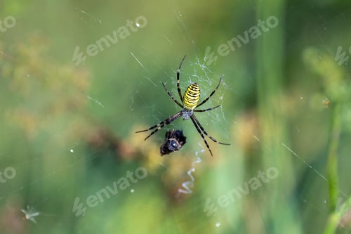 Preview: Striped wasp spider