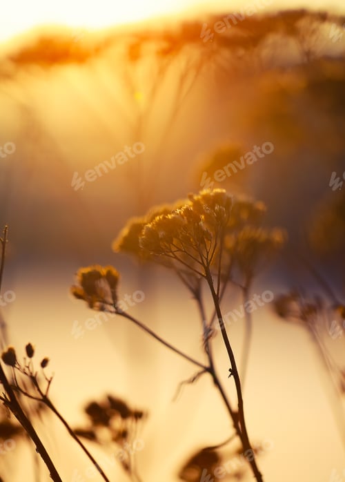 Preview: silhouette of dried flowers and plants on a background sunset