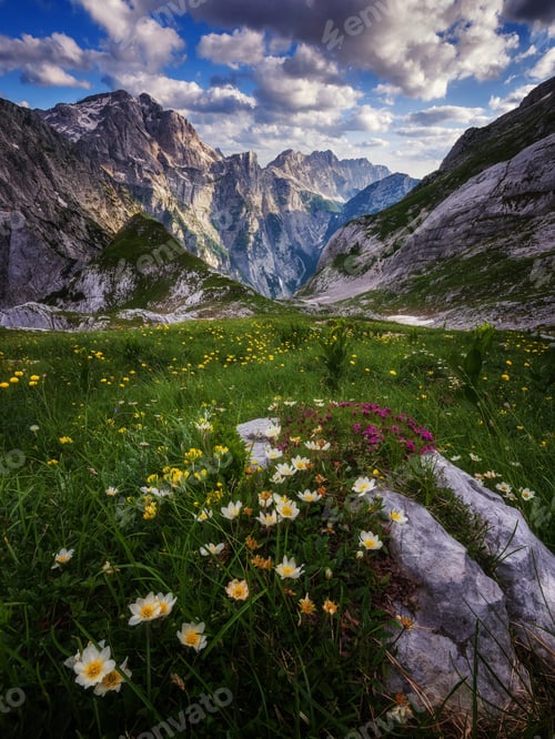 Preview: Early summer flowers in the mountains