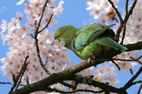 Preview: Rose-ringed parakeet