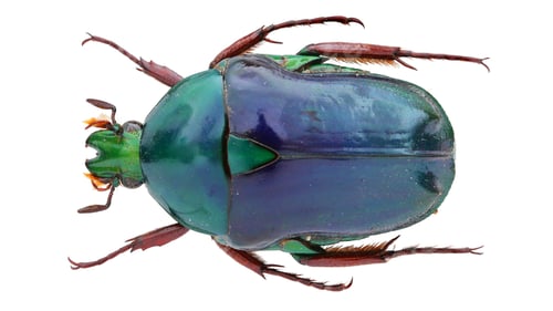 Preview: Coptomia violacea Pouillaude, 1918 Madagascar