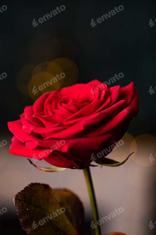 Preview: red rose for Valentine background