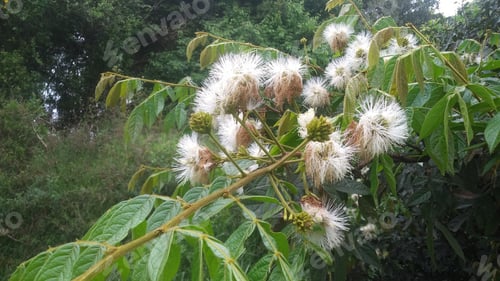 Preview: Ingá de Corda flowers, tropical tree