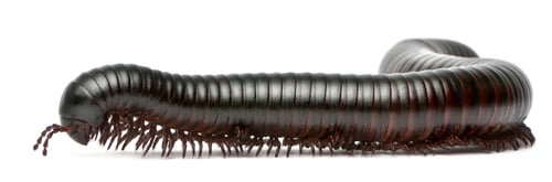 Preview: Millipede, Myriapoda, Spirostreptus giganteus, in front of white background