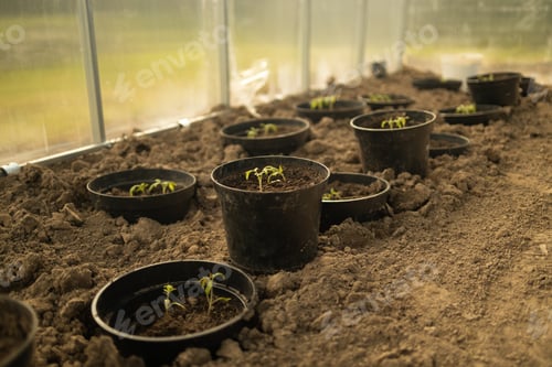 Preview: Cucumber seedlings are tied in a greenhouse. Growing useful products in the garden close-up