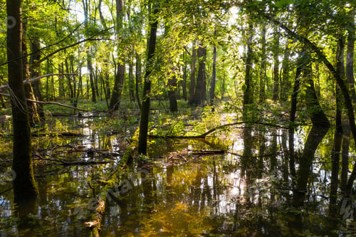 Preview: Flooded forest with water standing among trees and sun shining