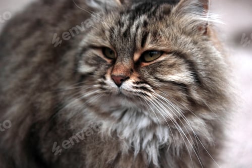 Preview: fat and beautiful cat