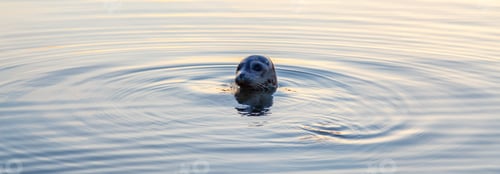 Preview: Seal pocking his head out of the water to look.