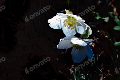 Preview: Helleborus flower in the woods