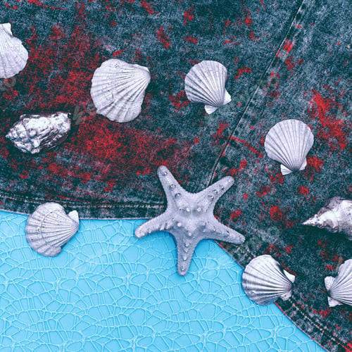 Preview: Seashell set on a jeans background. Minimal art