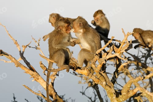 Preview: Small Balinese long-tailed monkeys playing