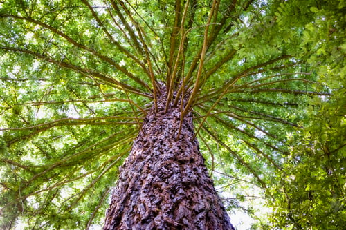 Preview: Round crown of an evergreen tree, California