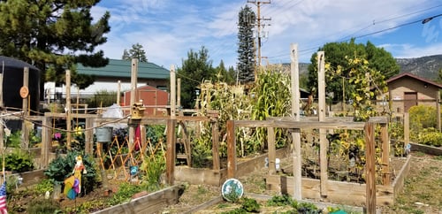 Preview: Picking Fruits and Vegetables! Community Garden!