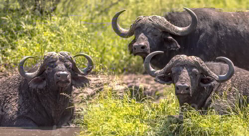 Preview: African buffalos bathing