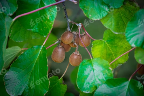 Preview: Closeup shot of kiwi plants hanging on tree branches