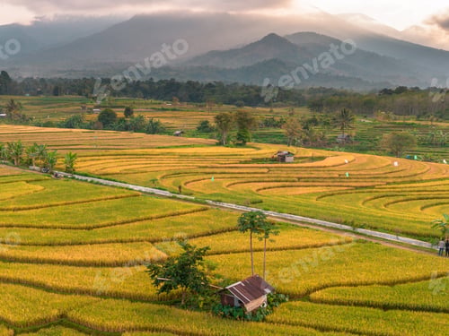 Preview: Beautiful morning view indonesia Panorama Landscape paddy fields