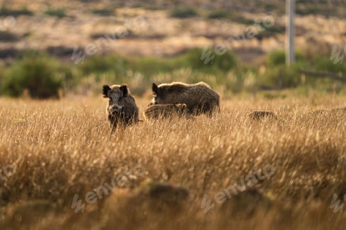 Preview: Herd of wild boars in a grassy field under the sunlight with a blurry background