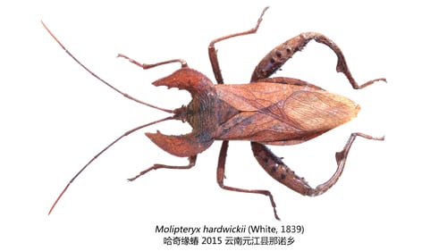 Preview: Beautiful insects collection: Molipteryx hardwickii (White, 1839)