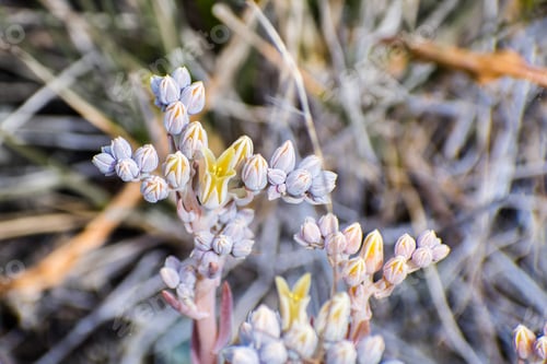 Preview: Santa Clara valley dudleya flower