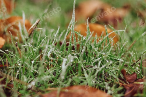 Preview: First frosts. Rime on green grass with fallen yellow leaves.