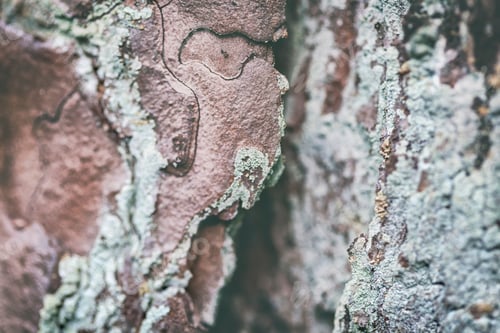 Preview: Texture of tree trunk (nominated on Apr 10)