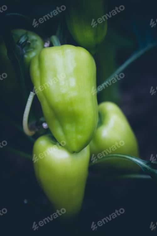 Preview: Fresh green bell peper