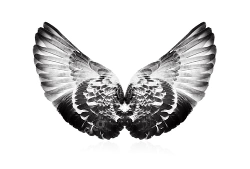 Preview: Wings isolated on white