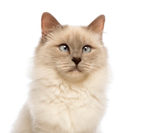 Preview: Close-up of a Birman looking away, crossed-eyes against white background