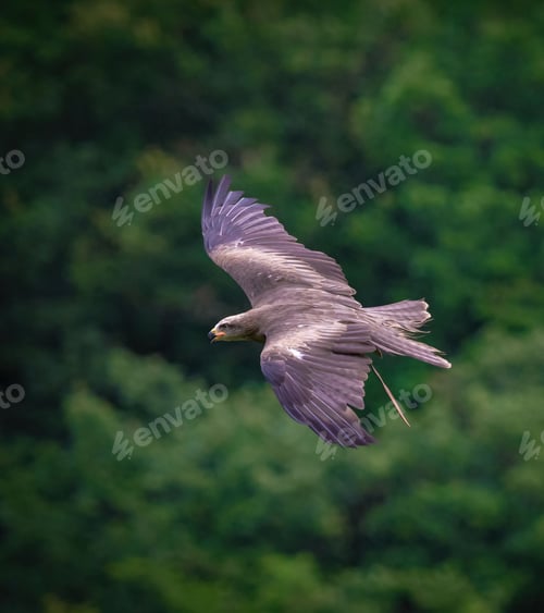 Preview: Majestic black kite during flight. Milvus migrans.