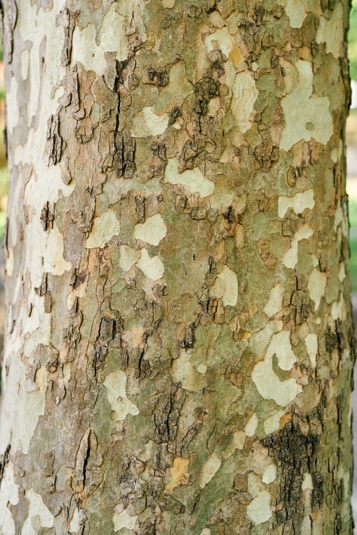 Preview: Spotted bark of the sycamore tree. Close-up