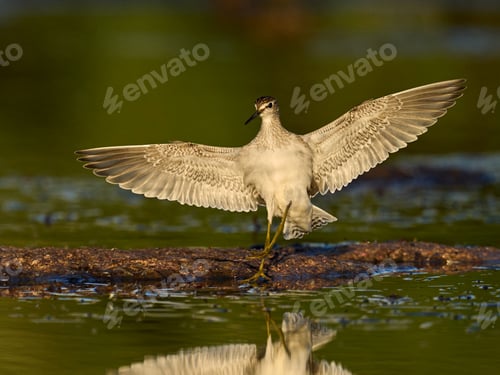 Preview: Wood sandpiper (Tringa glareola)
