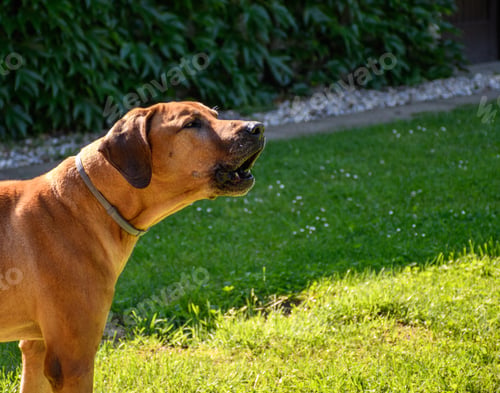 Preview: Closeup shot of Rhodesian ridgeback barking in the park