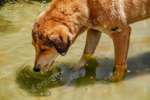 Preview: Abandoned dog drinking water from a fountain