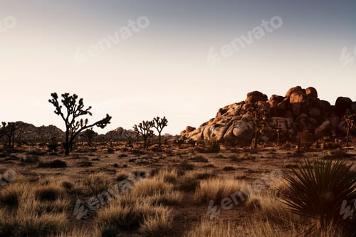 Preview: Golden hour in the desert with Joshua trees