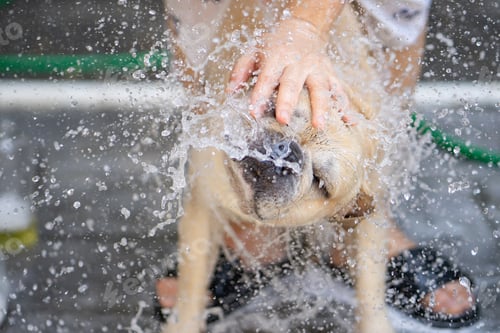 Preview: Closeup shot of a dog taking shower