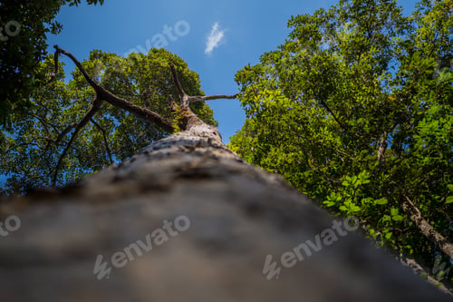 Preview: Earth Day eco concept with tropical forest background, natural forestation preservation