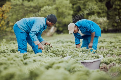 Preview: We have to get this harvest done today
