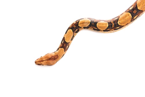 Preview: Top view of python isolated on white with copy space